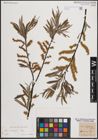 Foto von Salix eleagnos Scop.